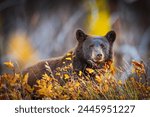 Wild brown coloured black bear feeding in a berry patch in Waterton Lakes National Park Alberta Canada