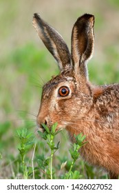 Wild Brown Hare In Norfolk UK Eating A Plant. Natural Animal Portrait Of Head And Ears 