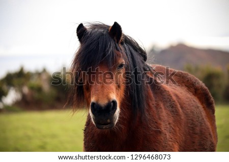 Similar – Image, Stock Photo horse on a meadow!!!