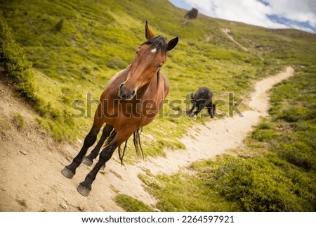 wild brown horse on trail looking at camera