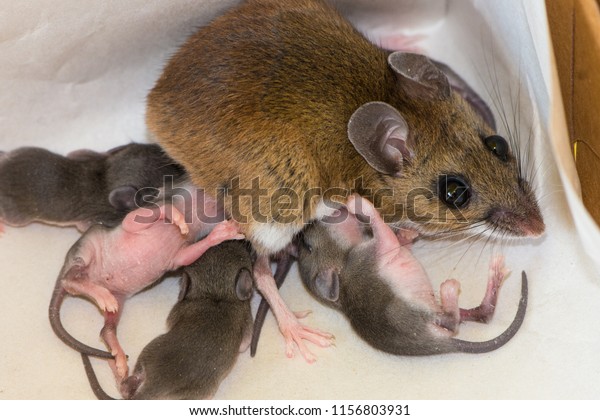 Wild Brown House Mouse Mus Musculus Stock Photo Edit Now 1156803931