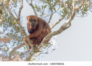 Wild Brown Howler Monkey (Alouatta Guariba) Seen In The Atlantic Forest Of  Espirito Santo State, Southeastern Brazil, Before The Yellow Fever Outbreak.