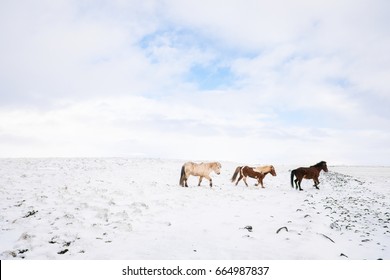 Wild Brown Iceland Horses 