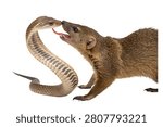 Wild brown mongoose fighting or attacking a striking brown venomous snake isolated on white background