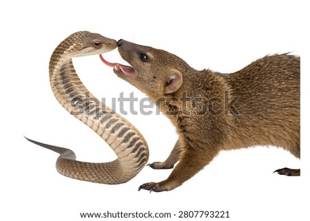Wild brown mongoose fighting or attacking a striking brown venomous snake isolated on white background