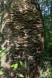 Wild Brown Mushrooms Growing On A Tree