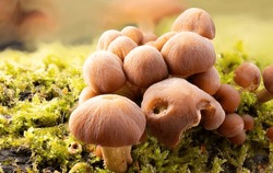 Wild Brown Mushrooms Growing On Moss