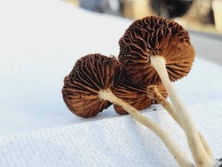 Wild Brown Mushrooms, Nature Foraging, Edible Fungi On White Background