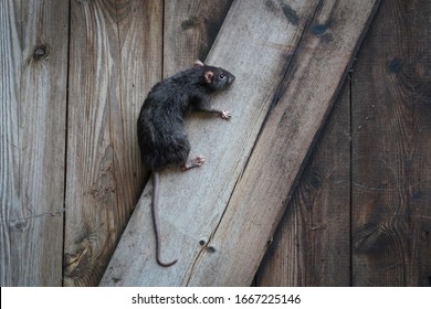 wild brown norway rat, rattus norvegicus, climbing in a wooden wall