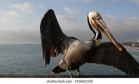 Wild brown pelican on wooden pier railing, Oceanside boardwalk, California ocean beach, USA wildlife. Gray pelecanus by sea water. Close up of coastal big bird in freedom and seascape. Large bill beak - Powered by Shutterstock