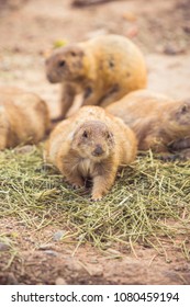 Wild Brown Prairie Dogs Eating Green Alfalfa Grass Hay Or Straw In The Desert