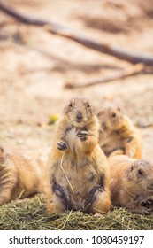 Wild Brown Prairie Dogs Eating Green Alfalfa Grass Hay Or Straw In The Desert