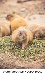 Wild Brown Prairie Dogs Eating Green Alfalfa Grass Hay Or Straw In The Desert