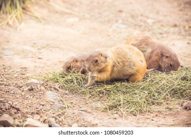 Wild Brown Prairie Dogs Eating Green Alfalfa Grass Hay Or Straw In The Desert