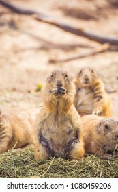 Wild Brown Prairie Dogs Eating Green Alfalfa Grass Hay Or Straw In The Desert