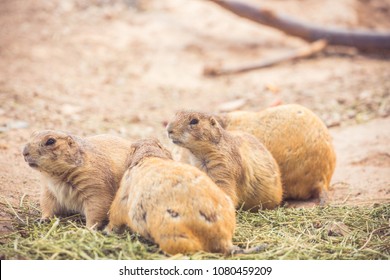 Wild Brown Prairie Dogs Eating Green Alfalfa Grass Hay Or Straw In The Desert