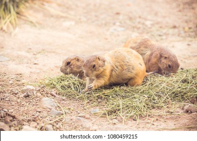 Wild Brown Prairie Dogs Eating Green Alfalfa Grass Hay Or Straw In The Desert