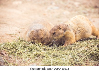 Wild Brown Prairie Dogs Eating Green Alfalfa Grass Hay Or Straw In The Desert