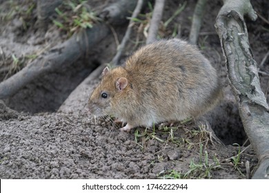 Wild Brown Rat By Nest Under Tree Roots, UK