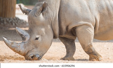 wild brown rhinoceros lives in open zoo at UAE