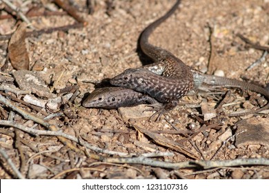 Wild brown Spotted Whiptail Lizards in the Sonoran Desert on the sand. Bonded pair of reptiles, lovers, mating, romance is in the air. Cute wildlife making babies. Pima County, Tucson, Arizona. 2018.