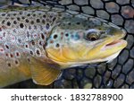 Wild brown trout caught and released from the Owyhee River near Boise, Idaho