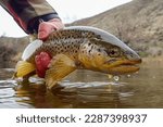 Wild brown trout caught and released in early spring on the Owyhee River, Oregon