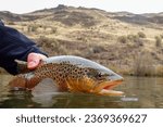 Wild brown trout caught and released in Eastern Oregon