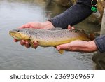 Wild brown trout caught and released in Eastern Oregon