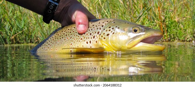 Wild brown trout caught and released near Boise, Idaho
