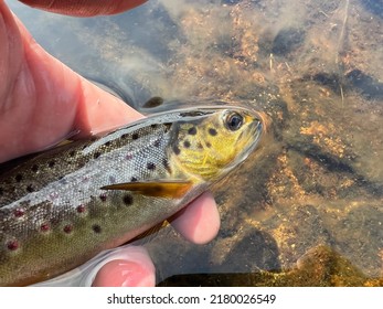 Wild brown trout caught and released