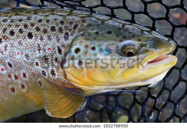 Wild brown trout caught and released from the\
Owyhee River near Boise,\
Idaho