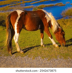 Wild brown and white horse grazing on grass near a coastal marshland, with clear blue skies and calm water in the background. The serene setting highlights the beauty of nature and wildlife. - Powered by Shutterstock