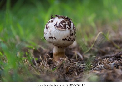 4,169 White mushroom with brown spots Images, Stock Photos & Vectors ...