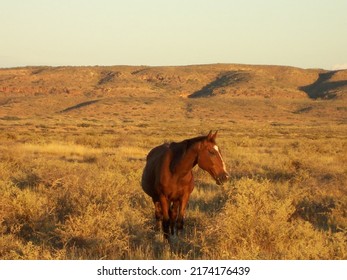 Wild Brumby Horse At Sunset