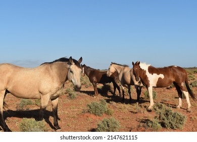 Wild Brumby Horses Found Roaming The Australian Outback