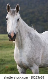 Wild Brumby Mare