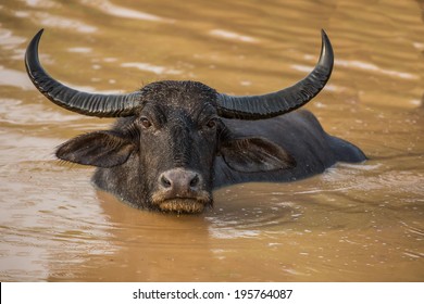 Wild buffalo in a pond