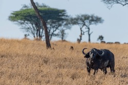 Wild Buffalo In Serengeti National Park