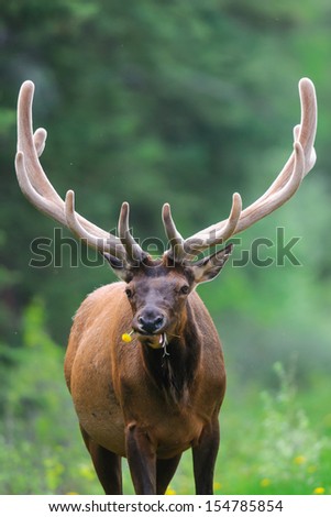 Similar – Rocky Mountain Elk (lat. Cervus canadensis), Canada