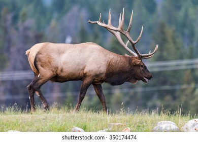 Wild Bull Elk Jasper National Park Alberta Canada