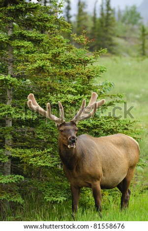 Similar – Rocky Mountain Elk, Banff National Park, Canada