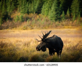Wild Bull Moose in autumn, Spray Valley Provincial Park in Kananaskis Country Alberta Canada - Shutterstock ID 63128905