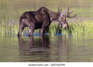 590 Swamp Moose Images, Stock Photos & Vectors | Shutterstock