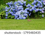 Wild bunny rabbit on green grass in the garden in front of blue hydrangea flowers