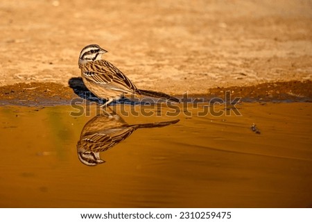 Wild Bunting or Emberiza cia, reflected in golden water