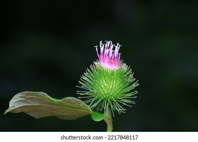 Wild Burdock Flower, A Wild Plant, North China