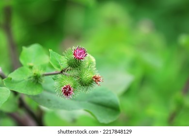 Wild Burdock Flower, A Wild Plant, North China