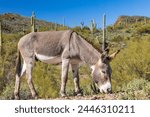 Wild Burro Donkey eating grass in the desert
