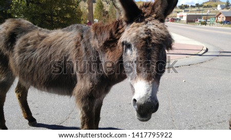 Wild burro (donkey) on the street in Cripple Creek, Colorado.
